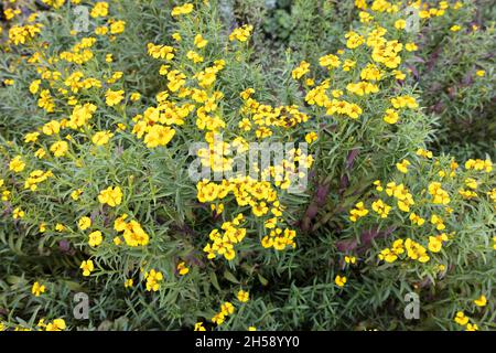 Tagetes lucida au jardin botanique de San Antonio au Texas. Banque D'Images