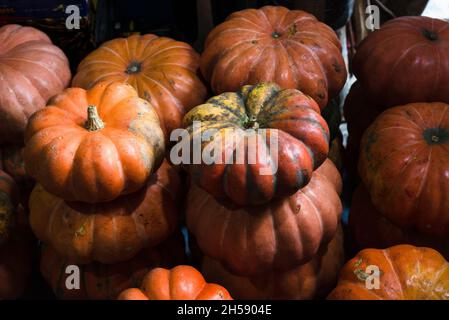 Citrouilles jaunes en vente à la célèbre foire de São Joaquim à Salvador, Bahia, Brésil. Banque D'Images