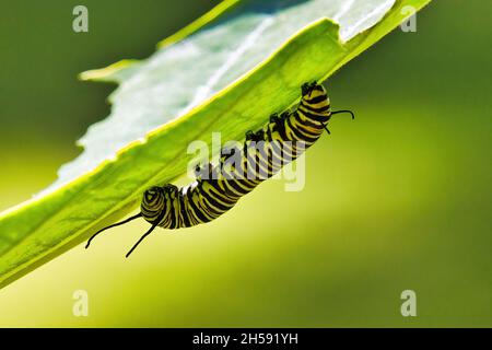 Ultra gros plan d'un papillon de monarque rayé jaune, noir et blanc mangeant de l'herbe à lait. Banque D'Images