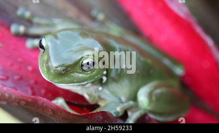 Une magnifique grande grenouille d'arbre vert tropical gros plan sur une feuille de cordyline rouge humide. Banque D'Images