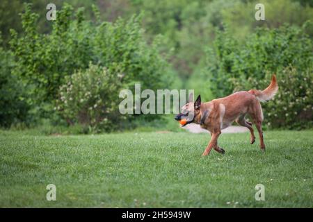 Photo d'un berger belge, un malinois, qui récupère le ballon et court dans un parc. Banque D'Images