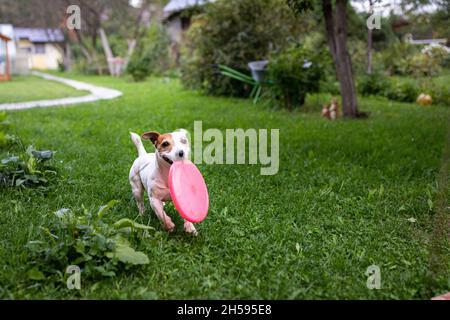 Le chien porte le Frisbee au propriétaire.Jack Russell Terrier.Jardin, pelouse, banlieue. Banque D'Images