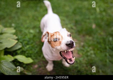 Le chien aboie à l'appareil photo.Jack Russell Terrier.Vue de dessus. Banque D'Images