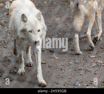 Deux loups arctiques -Canis lupus arctos- en captivité.Gros plan d'un loup blanc de l'arctique.Photo de voyage, mise au point sélective, pas de personnes Banque D'Images