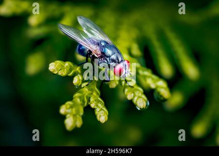 Bleu bouteille Fly/Blow Fly (Calliphora vomitoria) macro, perchée sur une branche à feuilles persistantes. Banque D'Images