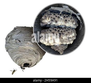 Diagramme de nid de guêpe en tant que colonie de papier gris de filets à pontons jaunes en tant qu'insectes volant et montrant la structure interne avec l'intérieur comme hexagonal. Banque D'Images