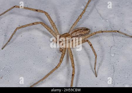 Araignée de crabe de course mâle adulte de la famille des Philodromidae Banque D'Images