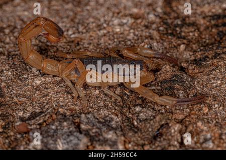 Scorpion jaune brésilien femelle adulte de l'espèce Tityus serrulatus Banque D'Images