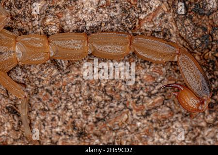 Scorpion jaune brésilien femelle adulte de l'espèce Tityus serrulatus Banque D'Images