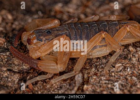 Scorpion jaune brésilien femelle adulte de l'espèce Tityus serrulatus Banque D'Images