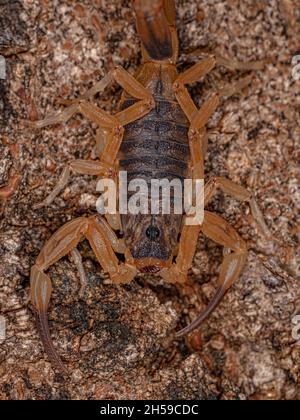 Scorpion jaune brésilien femelle adulte de l'espèce Tityus serrulatus Banque D'Images