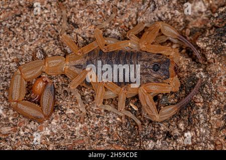 Scorpion jaune brésilien femelle adulte de l'espèce Tityus serrulatus Banque D'Images