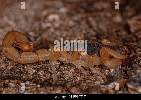 Scorpion jaune brésilien femelle adulte de l'espèce Tityus serrulatus Banque D'Images