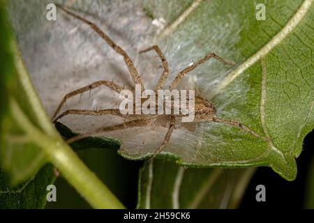 Araignée de crabe de course femelle adulte de la famille des Philodromidae protégeant son apac (œufs) Banque D'Images