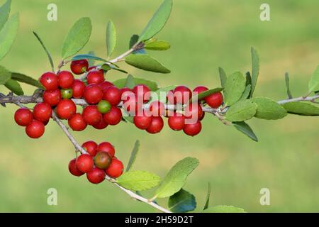 Baies de houx de Yaupon mûres (Ilex vomitoria) sur une branche à Houston, TX.Ils contiennent de la caféine et ont été utilisés par les Américains autochtones pour faire du thé. Banque D'Images