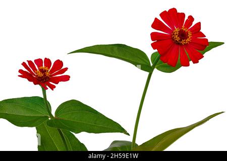 Deux fleurs de zinnia avec des feuilles vertes fraîches, isolées sur fond blanc, concept de la nature Banque D'Images