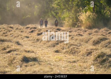 L'herbe ciblée sélective, trois agriculteurs dans l'herbe pangola dans le champ. Alimentation animale. Banque D'Images