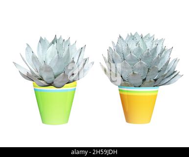 Plante tropicale succulente Agava Potatorum (Verschaffelt agave).Maison décorative Agava en pot d'argile.Isolé sur fond blanc Banque D'Images