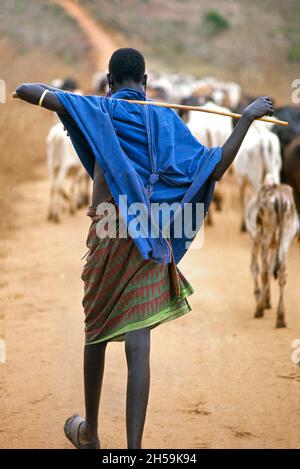 Afrique, Tanzanie, 1976.Le village d'Ujamaa Maasai les gens vivent encore dans leurs maisons traditionnelles.Un éleveur de bétail déplaçant les animaux vers un nouveau pâturage d'herbe. Banque D'Images