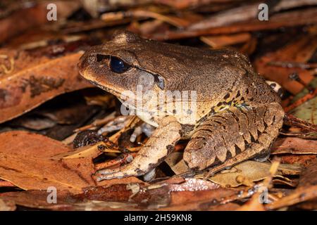 Grande grenouille barrée australienne sur le sol de la forêt tropicale Banque D'Images