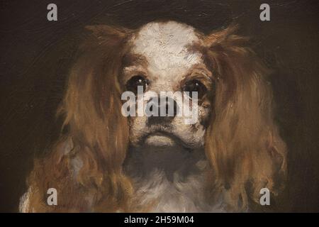 Détail tête d'une peinture à l'huile intitulée A King Charles Spaniel par Edouard Manet.À la National Gallery of Art de Washington DC. Banque D'Images