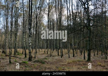 Forêt de bouleau en automne, tiges d'arbre noir et blanc et herbe de lande pourpre Banque D'Images