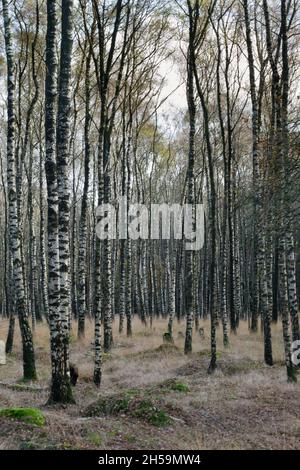 Forêt de bouleau en automne, tiges d'arbre noir et blanc et herbe de lande pourpre Banque D'Images