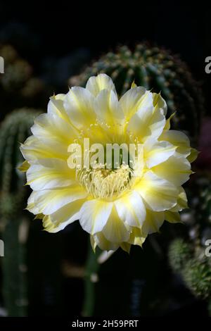 Echinopsis hybride Icarus avec des fleurs jaunes sur fond de cactus foncé. Banque D'Images