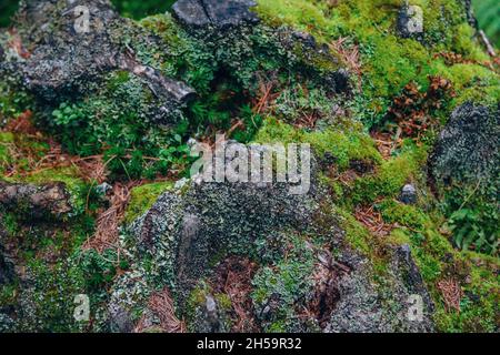 Gros plan des roches recouvertes de mousse, d'herbe et d'aiguilles de pin sèches.Détails de la nature de la forêt.Mise au point sélective. Banque D'Images