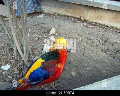 faisan coloré au zoo, en été Banque D'Images