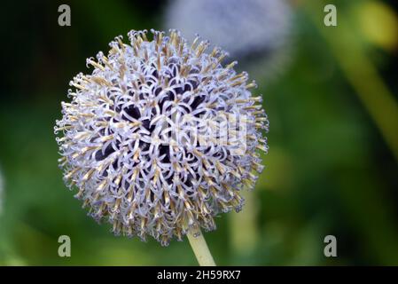 Thhistle « Globe Thistle » (Echinops bannaticus) Thistle at Dalemain Mansion & Historic Gardens, Lake District National Park, Cumbria, Angleterre, Royaume-Uni. Banque D'Images