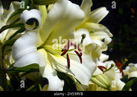 Gros plan sur la fleur de Lilium candidum (Madonna/White Lily) au manoir et jardins historiques de Dalemain, parc national de Lake District, Cumbria, Angleterre, Royaume-Uni. Banque D'Images