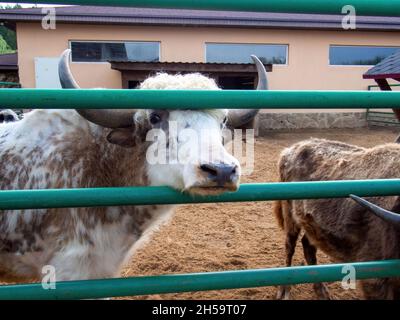 vaches de montagne shaggy dans le zoo, en été Banque D'Images