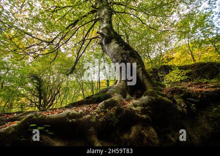 Forêt bleu turquoise lac avec des pierres de marbre blanc et des cascades dans le Parc naturel Urbasa-Andia, Urederra. Banque D'Images