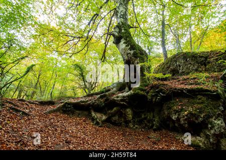 Forêt bleu turquoise lac avec des pierres de marbre blanc et des cascades dans le Parc naturel Urbasa-Andia, Urederra. Banque D'Images