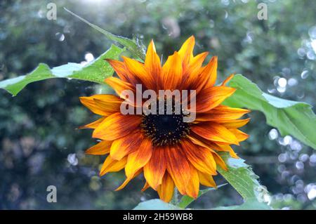 Unique Orange brûlé/jaune/brun Helianthus annuus 'Earthwalker' tournesol cultivé dans un Flowerpot sur un patio dans un jardin de Cottage anglais, Lancashire. Banque D'Images