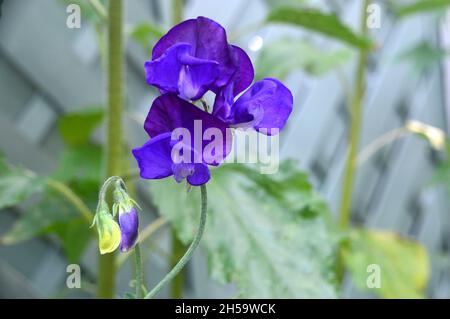 Bleu foncé (Lathyrus odoratus) pois doux fleurs cultivées dans un Flowerpot sur un patio dans un jardin anglais de Cottage Garden, Lancashire, Angleterre, Royaume-Uni. Banque D'Images