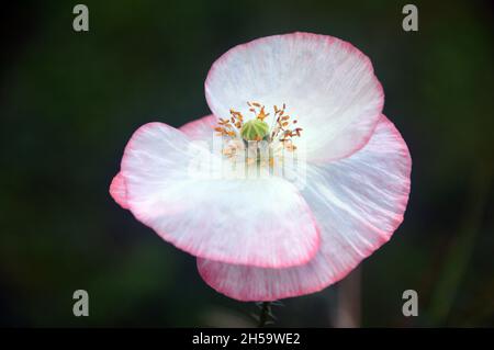 Une seule pale Rose/blanc Shirley Poppy (Papaver rhoeas) Flower Grown in a Wild Flower Border, in a English Cottage Garden, Lancashire, Angleterre, Royaume-Uni. Banque D'Images