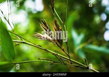 The Yellow Grove Bamboo, Phyllostachys aureosulcata 'pectabilis', à Pruhonice, République tchèque, octobre 7,2021. (CTK photo/Libor Sojka) Banque D'Images