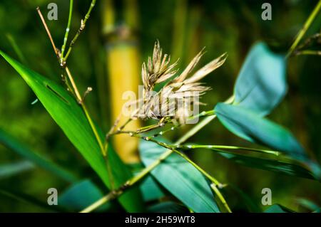 The Yellow Grove Bamboo, Phyllostachys aureosulcata 'pectabilis', à Pruhonice, République tchèque, octobre 7,2021. (CTK photo/Libor Sojka) Banque D'Images