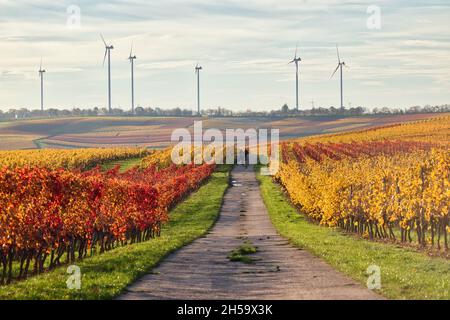 De grandes éoliennes derrière des vignobles avec des personnes marchant sur des chemins lors d'une journée d'automne ensoleillée à Alzey, en Allemagne. Banque D'Images