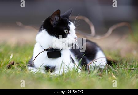 Petit chat portant un GPS tracker à l'extérieur, mise au point sélective sur les yeux Banque D'Images