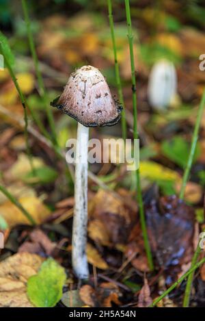 Shaggy Inkcap ou Lawyers Wig champignon.Étape ultérieure. Banque D'Images