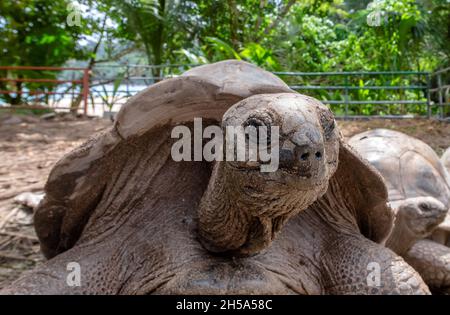 Portrait de la tortue géante des Seychelles, gros plan Banque D'Images