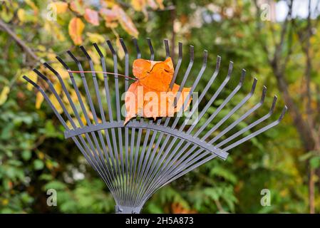 Feuille d'érable d'automne sur un râteau pendant le nettoyage du jardin. Banque D'Images