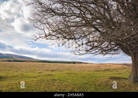 Grand arbre solitaire sans feuilles en haut de la colline en automne.Ukraine, Carpates. Banque D'Images