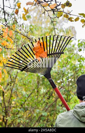 Feuille d'érable sur un râteau pendant le nettoyage de jardin d'automne.Râteler sur l'épaule d'un ouvrier tout en ramassant les feuilles d'automne dans le jardin. Banque D'Images