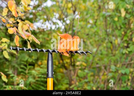 Feuille d'érable sur un râteau pendant le nettoyage de jardin d'automne. Banque D'Images