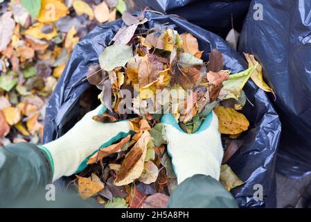 Vue de dessus des mains en gants mettant les feuilles d'automne dans un sac en plastique.Utiliser les feuilles comme matière organique dans le jardin ou comme source d'énergie de biocarburant. Banque D'Images