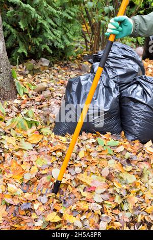 Râteler dans la main du jardinier tout en nettoyant la cour contre le fond des sacs avec les feuilles recueillies Banque D'Images